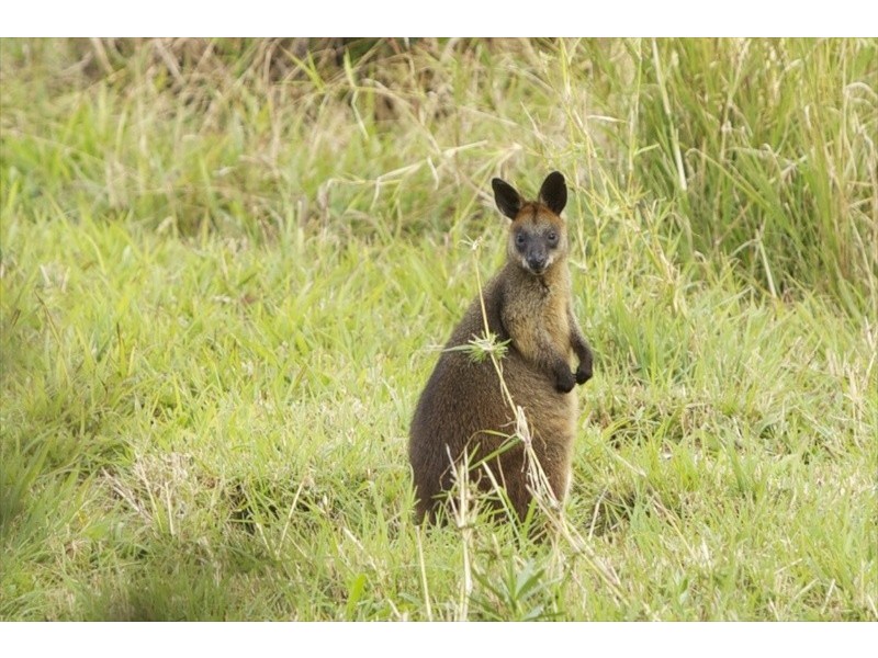 Lot 2 Bunjum, Seven Mile Beach Road, Broken Head NSW 2481