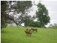 38 May Street, Dunoon NSW 2480