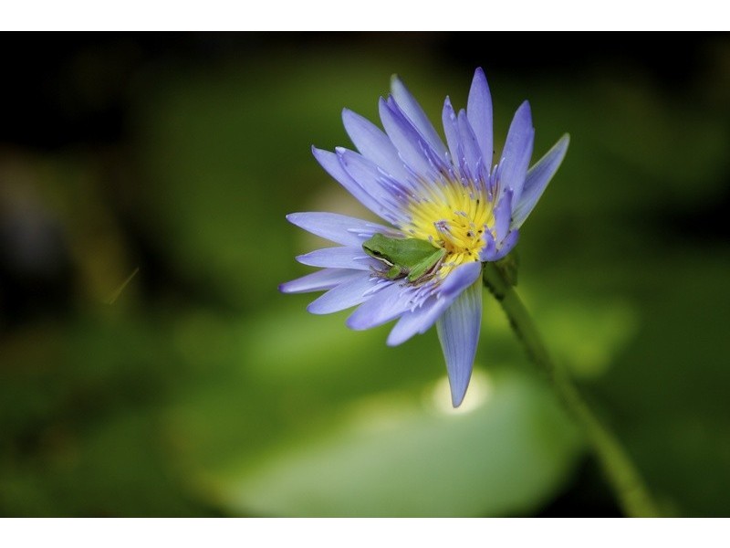 Lot 2 Bunjum, Seven Mile Beach Road, Broken Head NSW 2481