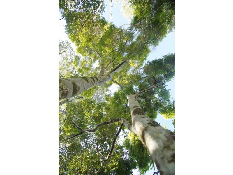 Lot 2 Bunjum, Seven Mile Beach Road, Broken Head NSW 2481