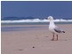 1 The Esplanade, New Brighton NSW 2483