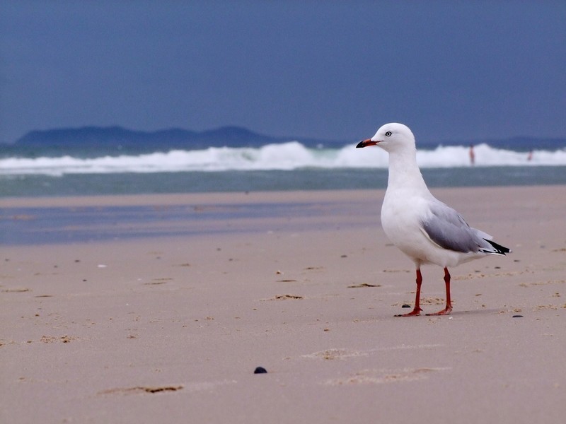 1 The Esplanade, New Brighton NSW 2483