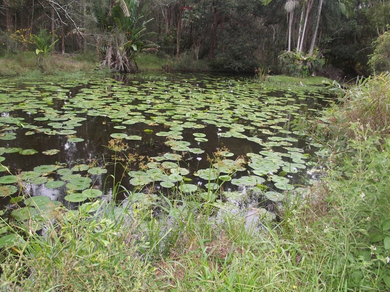 Skinners Shoot NSW 2481