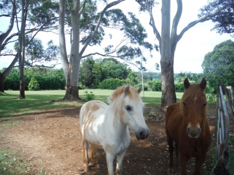 46 FREDRICKS Lane, Tintenbar NSW 2478