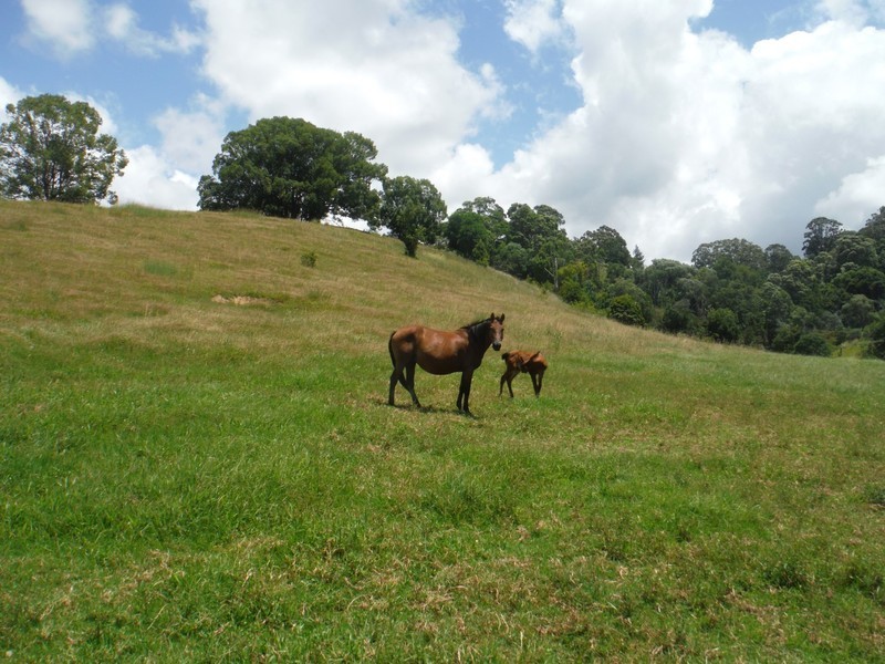 156 THE POCKET Road, Billinudgel NSW 2483