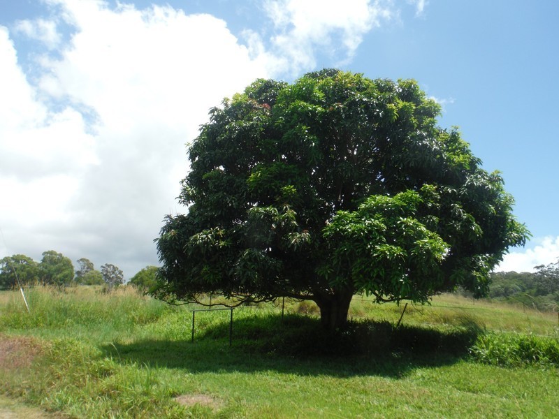 156 THE POCKET Road, Billinudgel NSW 2483