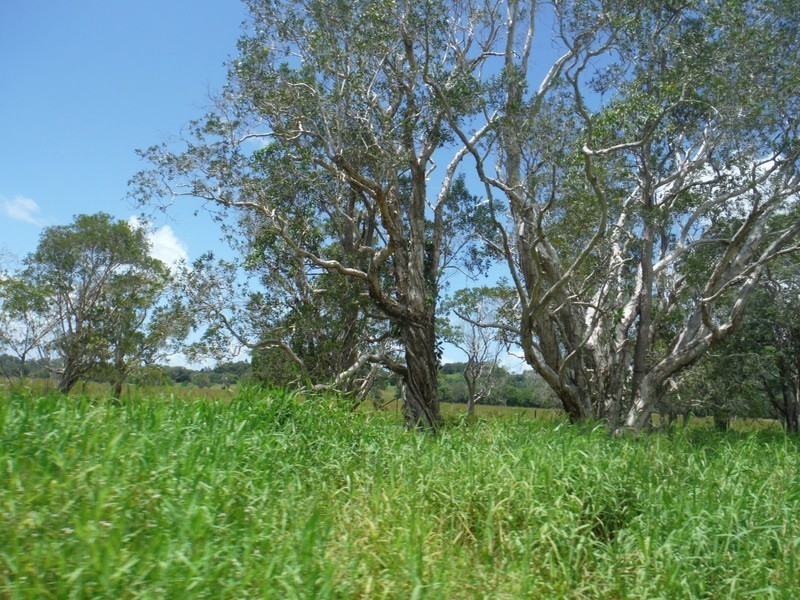 156 THE POCKET Road, Billinudgel NSW 2483