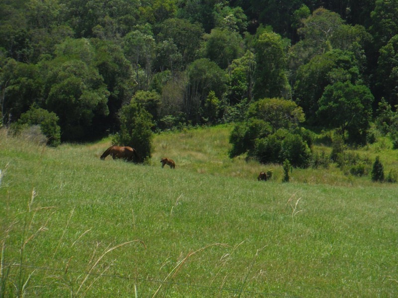 156 THE POCKET Road, Billinudgel NSW 2483