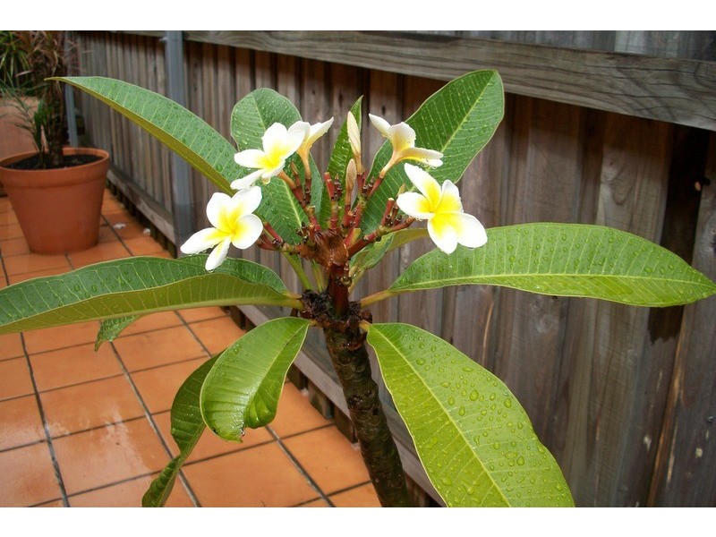 3/6 Allegra Avenue, Belmore NSW 2192