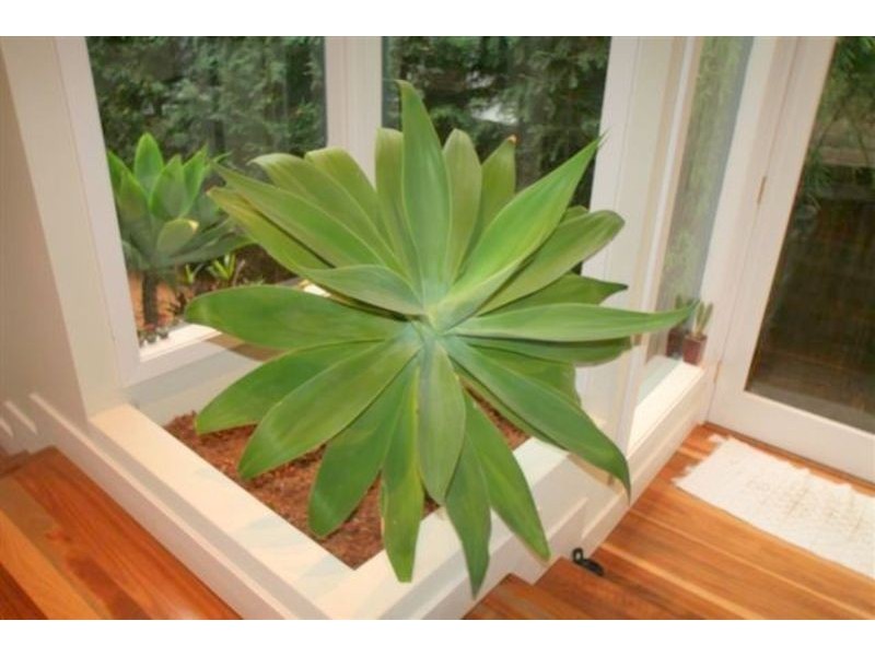 6 Astolat Street, Randwick NSW 2031