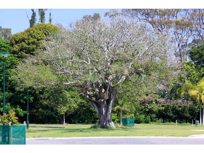 Lot / 19 & 20 Figtree Court, Forster NSW 2428