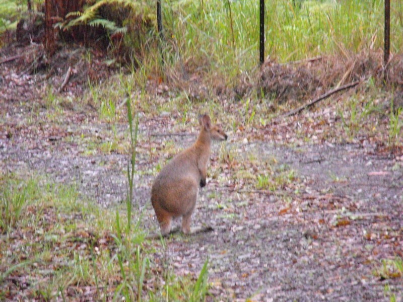 Hallidays Point NSW 2430