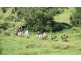 150 Coates Road, Failford NSW 2430