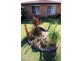 5 Royal Close, Forster NSW 2428