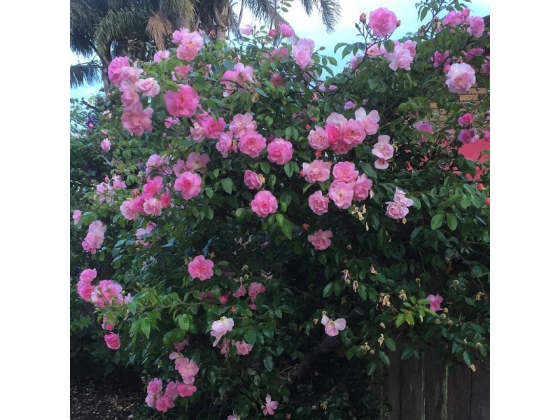 4 Skye Crescent, Forster NSW 2428