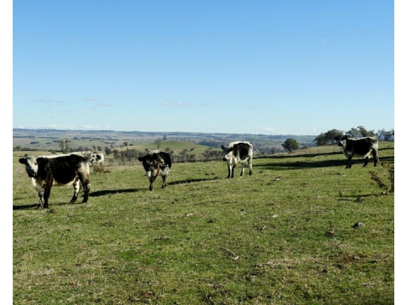 Lot 22 Levels Road, Golspie NSW 2580