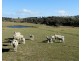 36 Cuddyong Road, Binda NSW 2583
