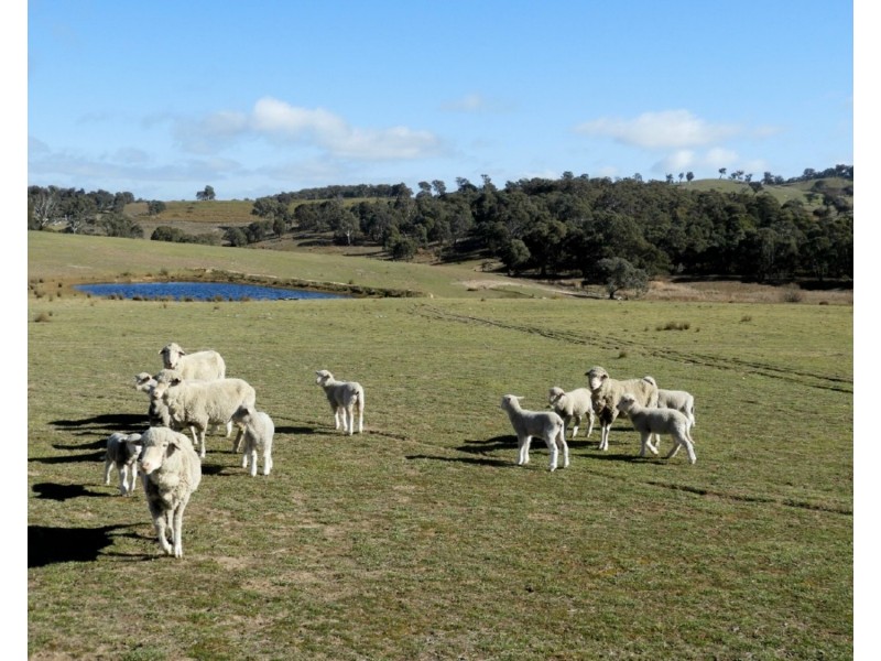 36 Cuddyong Road, Binda NSW 2583