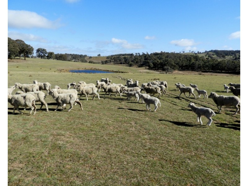 36 Cuddyong Road, Binda NSW 2583