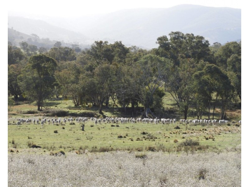 2244 Greenmantle Road, Bigga NSW 2583