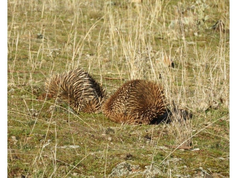 2244 Greenmantle Road, Bigga NSW 2583