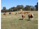 3981  Taralga Road, Taralga NSW 2580