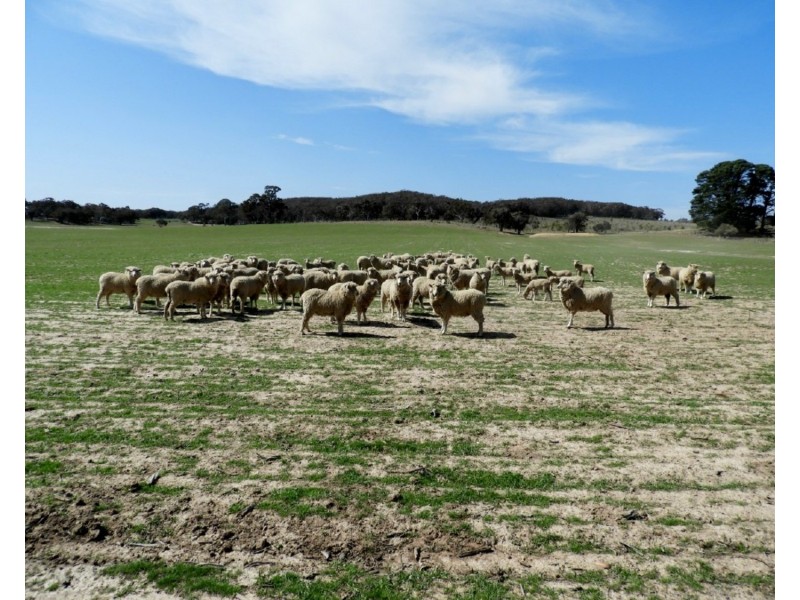 475 Thornford Road, Goulburn NSW 2580