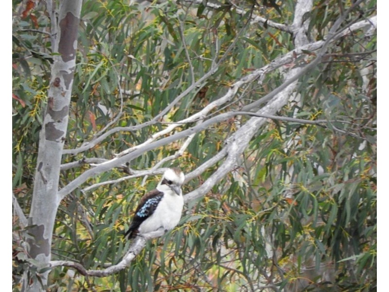 868 Covan Creek Road, Lake Bathurst NSW 2580