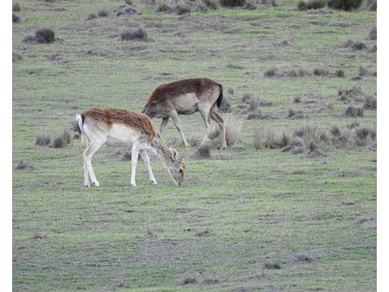 868 Covan Creek Road, Lake Bathurst NSW 2580