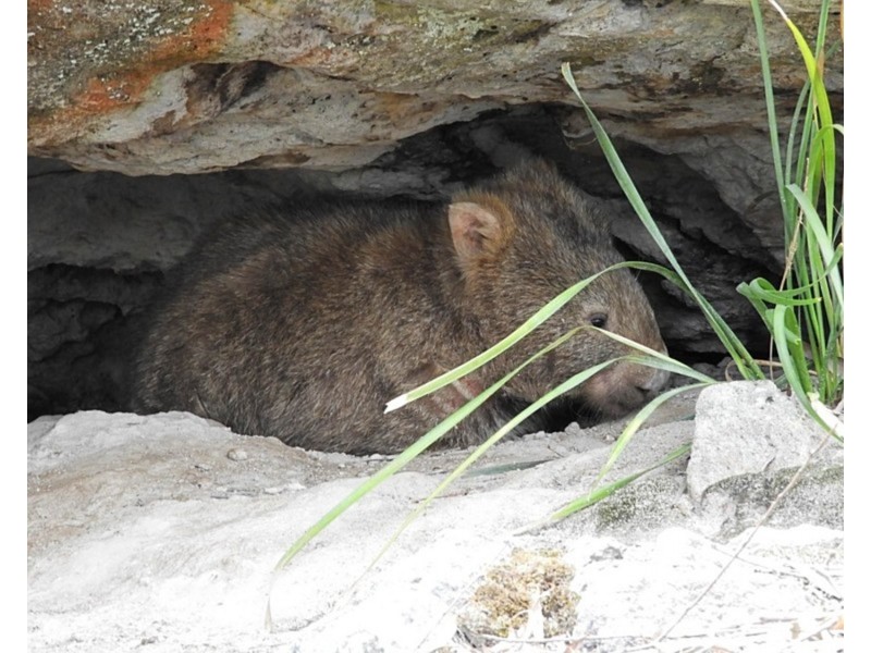 423 Spa Road, Windellama NSW 2580