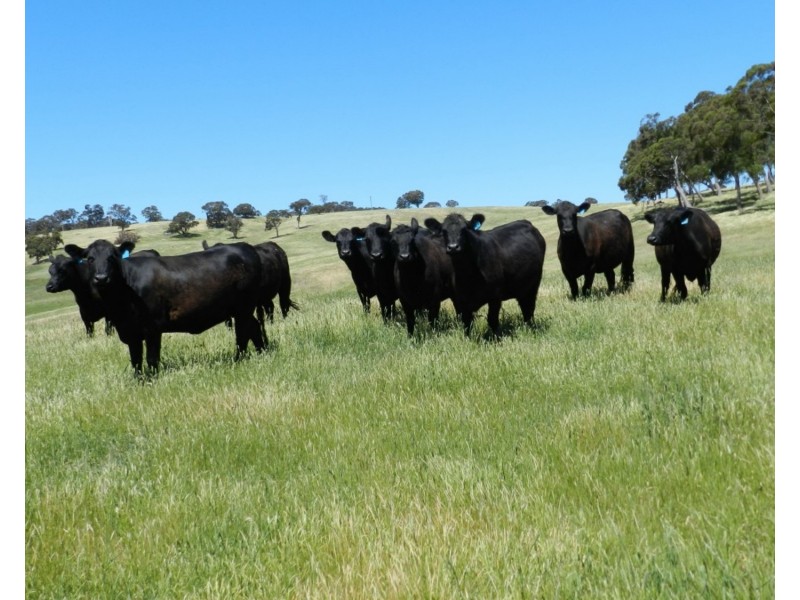 2288 Gurrundah Road, Goulburn NSW 2580