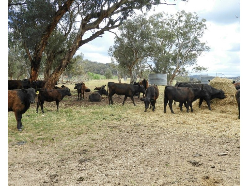 513 Cooksvale Road, Peelwood NSW 2583