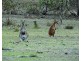 173 Sunninghill Road, Windellama NSW 2580