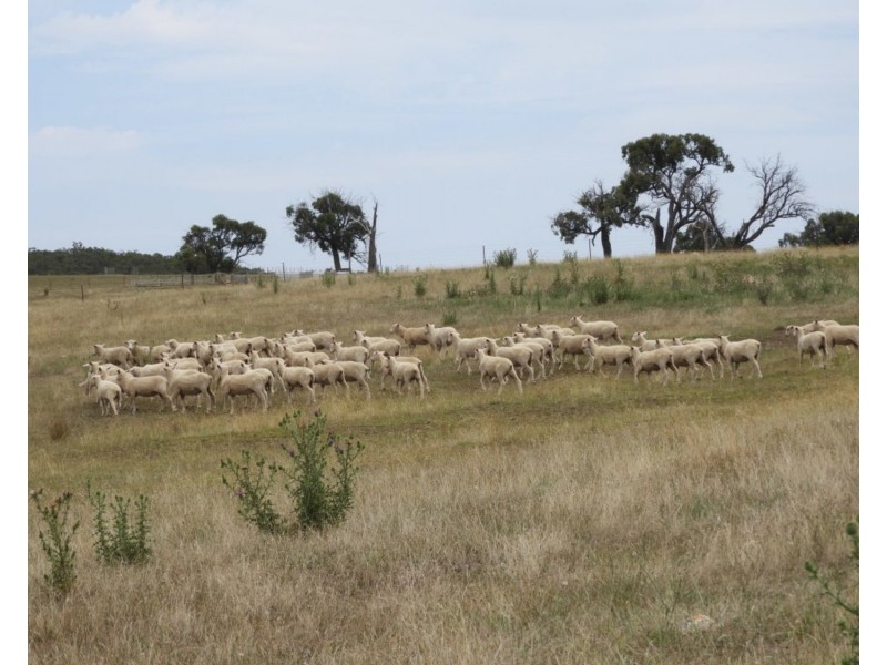 Lot 1 Karinya Road off Kangaloolah Road, Binda NSW 2583