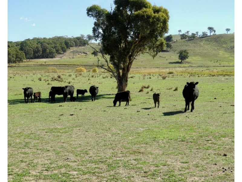 105 Cuddyong Road, Binda NSW 2583