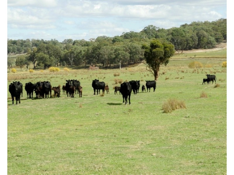 105 Cuddyong Road, Binda NSW 2583