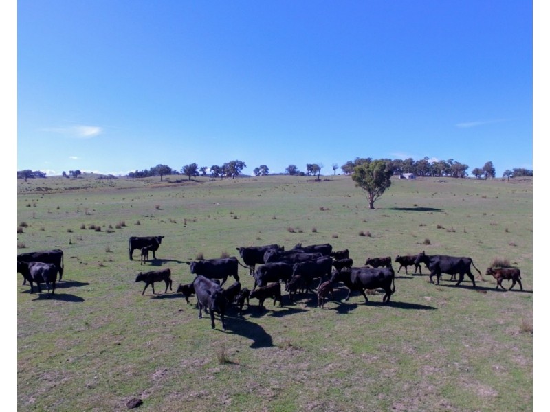 105 Cuddyong Road, Binda NSW 2583