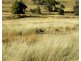 95 Streamville Road, Bigga NSW 2583