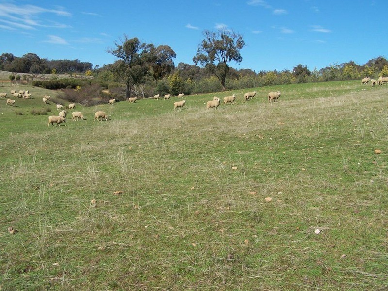 Lot 1 Taylors Flat Road, Boorowa NSW 2586