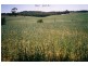 “Lucerne Park” Taylors Flat Road, Boorowa NSW 2586