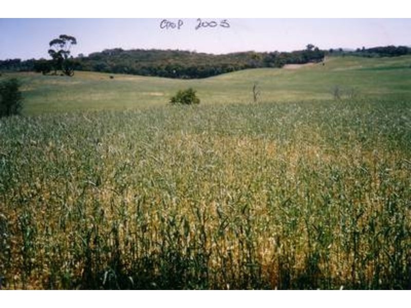 “Lucerne Park” Taylors Flat Road, Boorowa NSW 2586