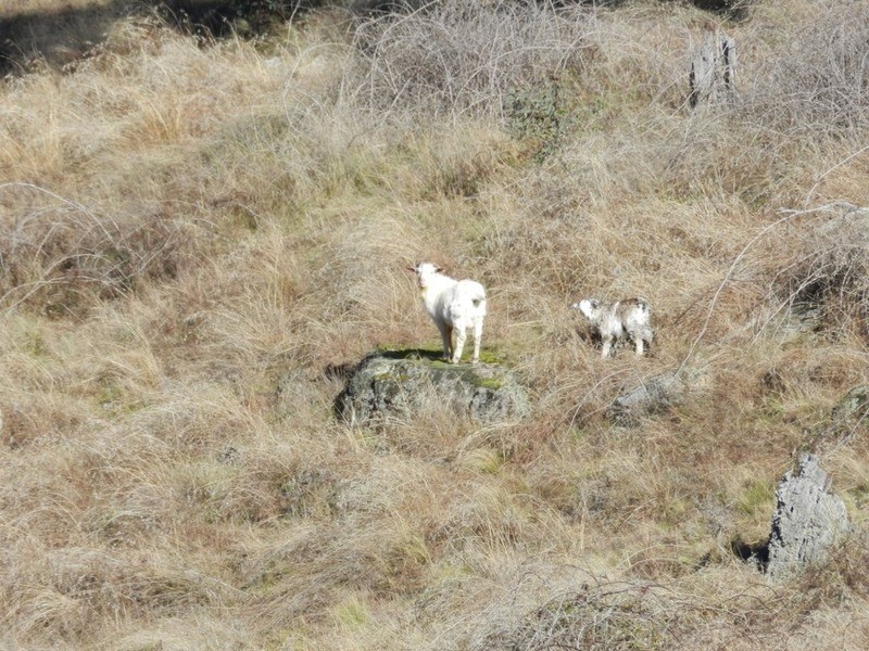 Lot 3 Decca Road, Bigga NSW 2583