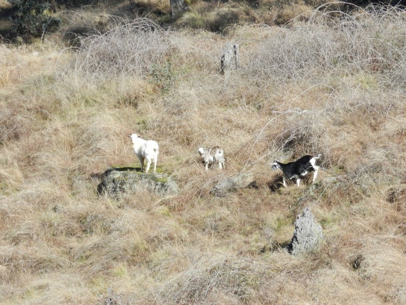 Lot 3 Decca Road, Bigga NSW 2583