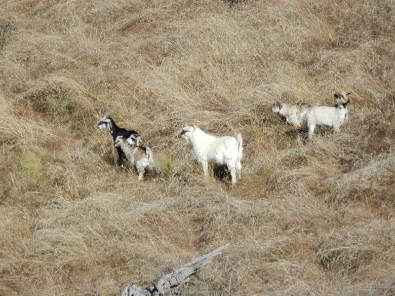 Lot 3 Decca Road, Bigga NSW 2583