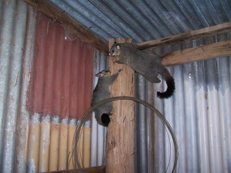 10-12 Hibernia Street, Grabben Gullen NSW 2583