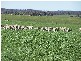 1320 Braidwood  Road, Tarago NSW 2580