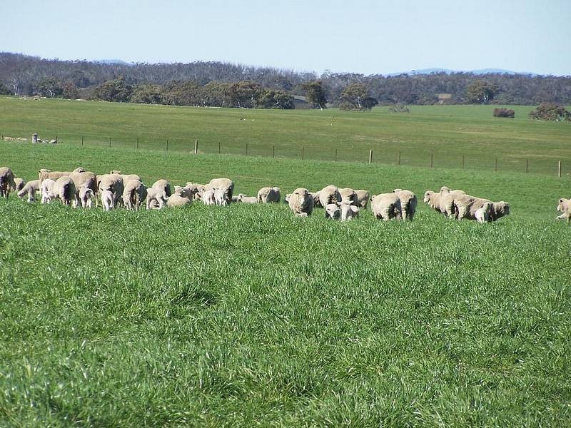 1320 Braidwood  Road, Tarago NSW 2580