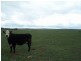 (Lot 1) 354 Painters Lane, Goulburn NSW 2580