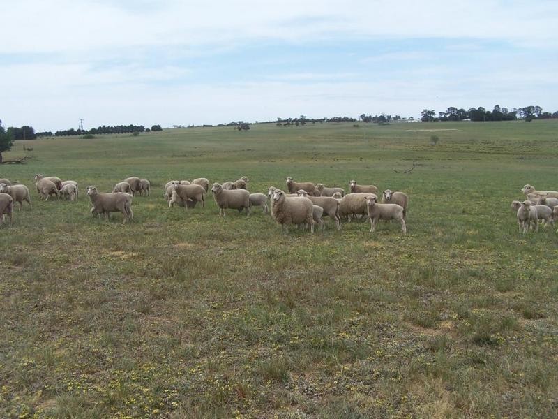 Lot 1 Bannister Lane, Gurrundah NSW 2581