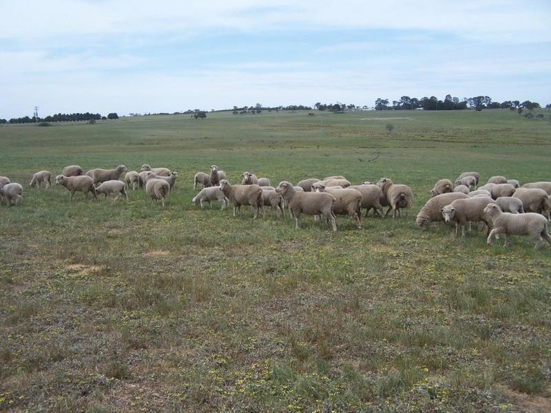 Lot 1 Bannister Lane, Gurrundah NSW 2581